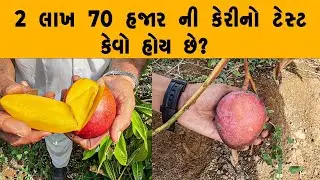 2 લાખ 70 હજાર ની કેરીનો ટેસ્ટ કેવો હોય છે?
