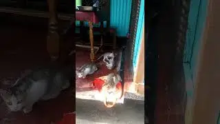 Kitten play. খুনসুটি😊