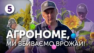 Внесли трибенурон-метил на імі-гібриді соняшнику і отримали... | Агрономе, ми вбиваємо врожай!