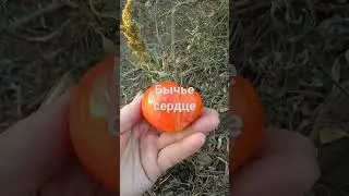 томат не для юга 