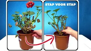 Geraniums overwinteren: Hoe je ze binnen verzorgt | Tips voor NIET-winterharde geraniums