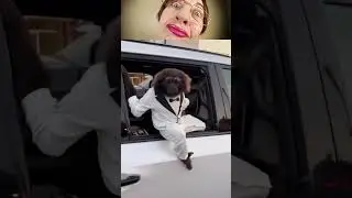 Funny Animals  #ComedyPets #LaughsOnRepeat