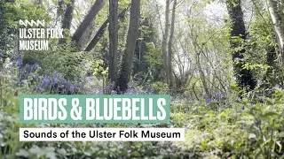 Birds and Bluebells | Sounds of the Ulster Folk Museum
