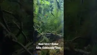 Neon Tetra + Amber Tetra Community Tank