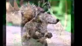 Смешные животные  mp4