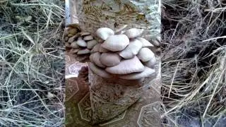 Choosing a substrate for planting oyster mushroom mycelium. Lesson #2
