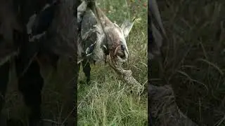 #охотанауток #охотанафазана #охотанагуся