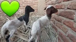 Young sheep