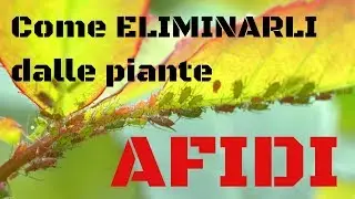 How to get rid of aphids from plants