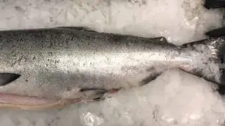 Wild King and Sockeye Salmon, Fish from Italy, & Hawaiian Kanpachi