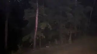 Fireflies Confirmed To STILL Exist