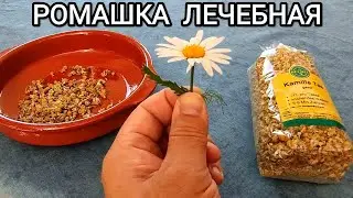 РОМАШКА АПТЕЧНАЯ ЛЕКАРСТВЕННАЯ / Как отличит Ромашку Аптечную