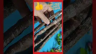 Dry-cured sausage with cognac at home video recipe on the channel