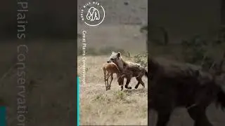 Antelope Mum Attacks Hyena to Save Baby 🦌🦌 World Wild Web 