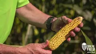 From the Field -  Corn Health