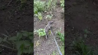 Кошка гуляет на поводке. The cat walks on a leash 