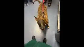 Polly in the vets