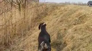 Pointer alemán y perdices
