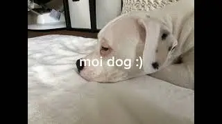 moi dog :)