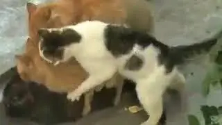 приколы с котами