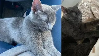 I GOT ANOTHER CAT!!