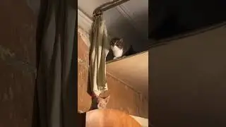 Масяня и Мурзик помогали разбирать антресоль 😅