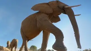 Elephant Steals Palm Nuts From Cheeky Baboons!