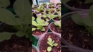 РАССАДА ПЛОХО РАСТЕТ. ЧТО ДЕЛАТЬ? 