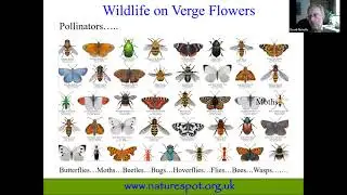Wildlife on Verges