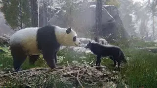 Quick Photo Session with Panda Bear and Fluffy Wolf