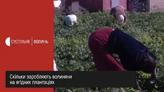 На Волині у розпалі сезон збору полуниці