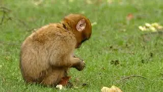Animals videos
