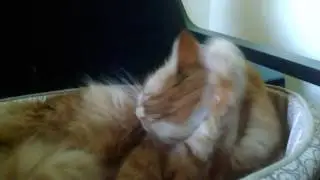 CAT LICKING HERSELF FOR A LONG TIME