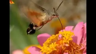 Macrophotography. -  Macrofotografia