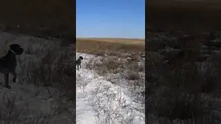 охота на лису 2024 с драдхаром