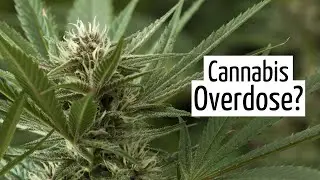 Can I Overdose on Medical Marijuana? | Discover Marijuana