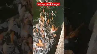 Ikan Koi Jinak