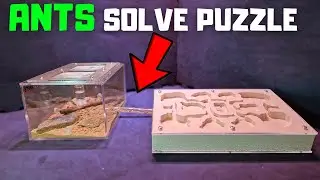 My new ant farm (with queen) is the smartest ever...