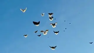Николаевские голуби Крым.