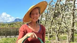 Gardening with Gundula: Garlic tea for the garden 🌱