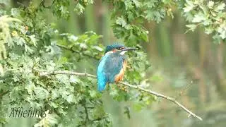 Kingfisher film in 4K with a Lumix FZ82