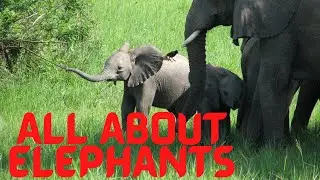 All About Elephants