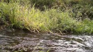 Пороги на реке Илеть
