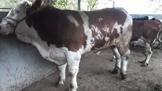 молбозори Нуроншоҳ Мастчоҳ якум участка