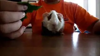 How to get your Guinea Pig to Trust you!!!
