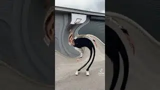 А4 В ТИК ТОК!!! КИДАЕТ МЯЧ В КОЛЬЦО С ЭФФЕКТОМ ВОДОВОРОТ