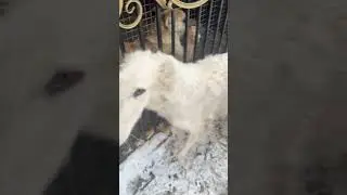 Привет от Эльзы и Персика