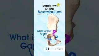 Acetabulum Anatomy 