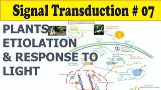 Signal Transduction Lecture#07  Signal Transduction In Plants