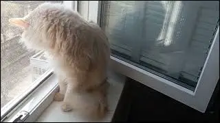 Кота разбудила сирена